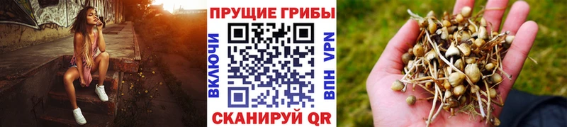 Купить где  Кирово-Чепецк  Галлюциногенные грибы Psilocybine cubensis 